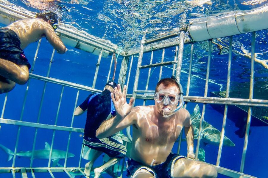 Oahu: Shark Cage Dive on the North Shore - Is $99 a fair price?