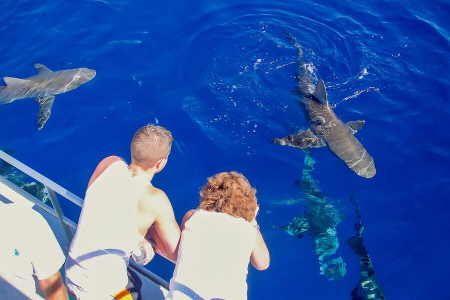 Oahu: Shark Cage Dive on the North Shore - Who will enjoy this most?