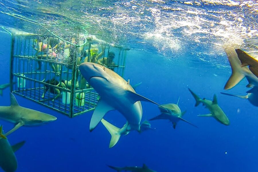 Oahu: Shark Cage Dive on the North Shore - The 90-minute itinerary, from harbor to open sea