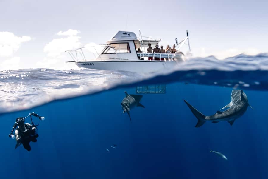 Oahu: Shark Cage Diving Experience - Key points to know before booking