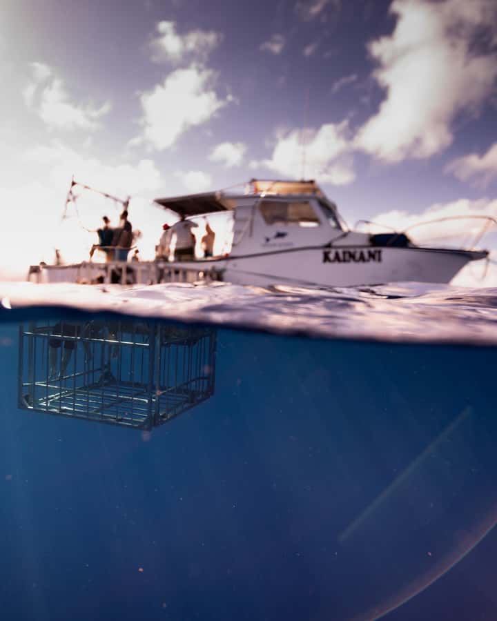 Oahu: Shark Cage Diving Experience - Heading offshore from Oahu’s North Shore