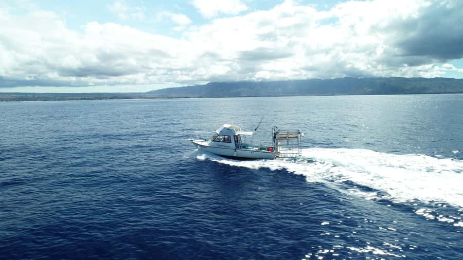 Oahu: Shark Cage Diving Experience - What the guide adds to the encounter