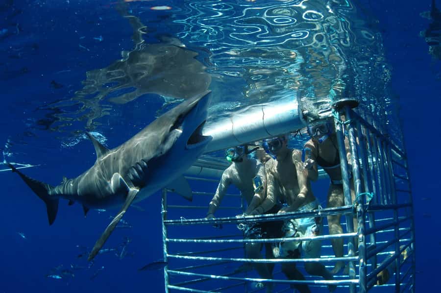 Oahu: Shark Cage Diving Experience - Conditions, comfort, and the honest drawbacks