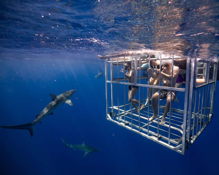 Oahu: Shark Cage Diving Experience - Making Haleiwa part of the day