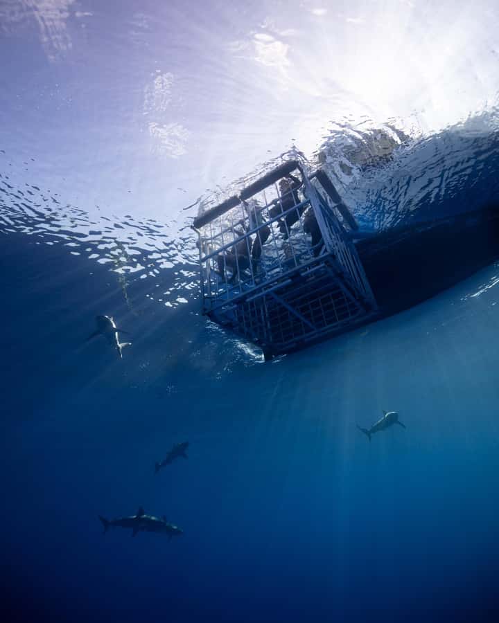 Oahu: Shark Cage Diving Experience - Looking through the floating cage