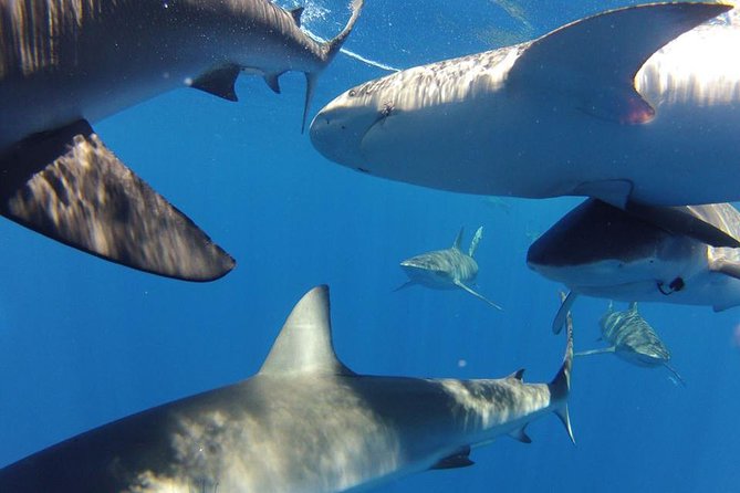 Oahu Shark Dive - Inside the cage, the encounter feels close