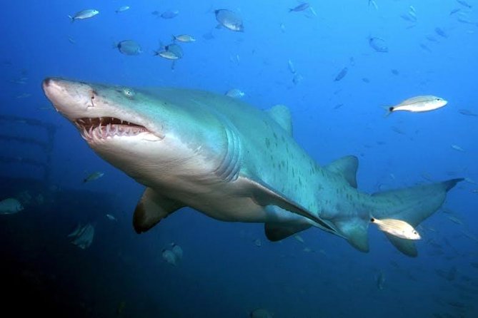 Oahu Shark Dive - Staying on the boat is a good option