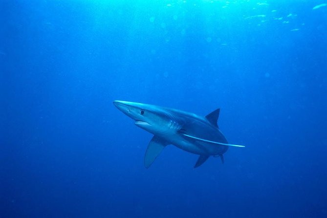 Oahu Shark Dive - Seasickness can change the whole outing
