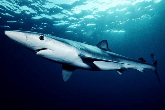 Oahu Shark Dive - How the $99.48 price holds up