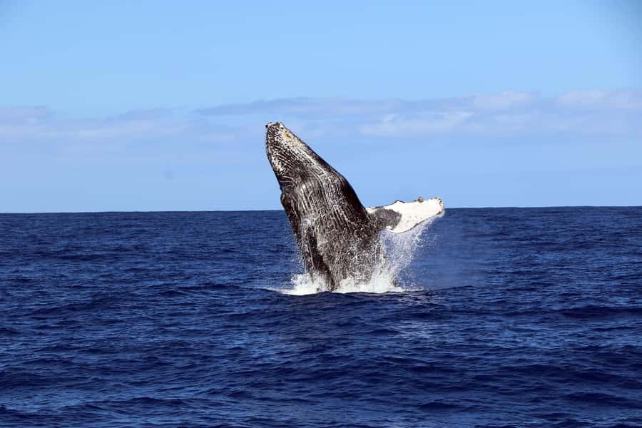 Oahu: Snorkeling & Dolphin Watch Cruise w/ Luau Style Buffet - Is $171 a fair price?