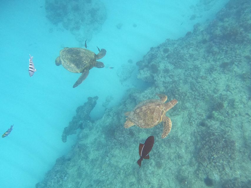 Oahu Snorkeling with Turtles, Water Scooter, Paddleboard - Turtle Canyon and the promise of sea turtles