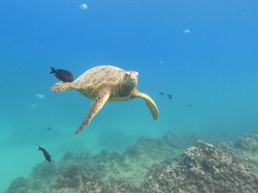 Oahu Snorkeling with Turtles, Water Scooter, Paddleboard - Booking details worth knowing