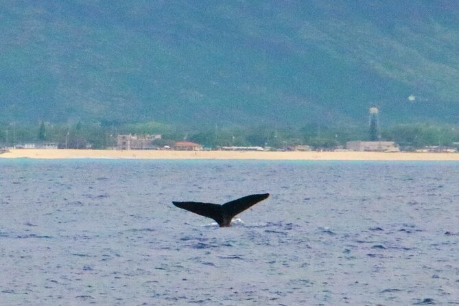 Oahu: Swim with Dolphins on the West Coast - Entering the water with wild dolphins