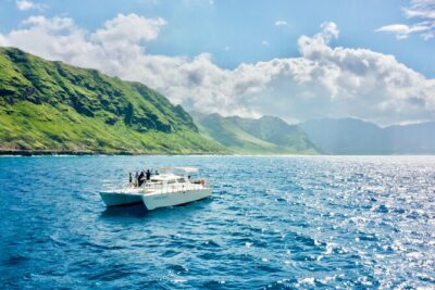 Swim with Dolphins on the West Coast