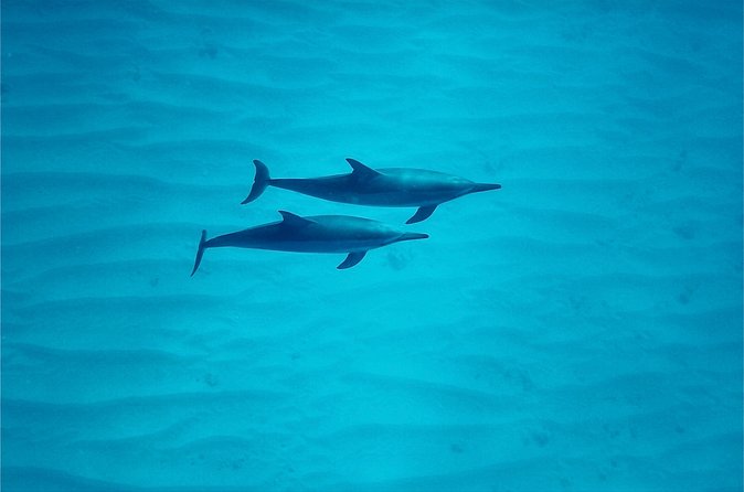 Oahu: Swim with Dolphins on the West Coast - Snorkeling with turtles, fish, and octopuses