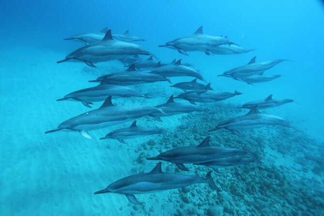 Oahu: Swim with Dolphins on the West Coast - Lunch on the ride back