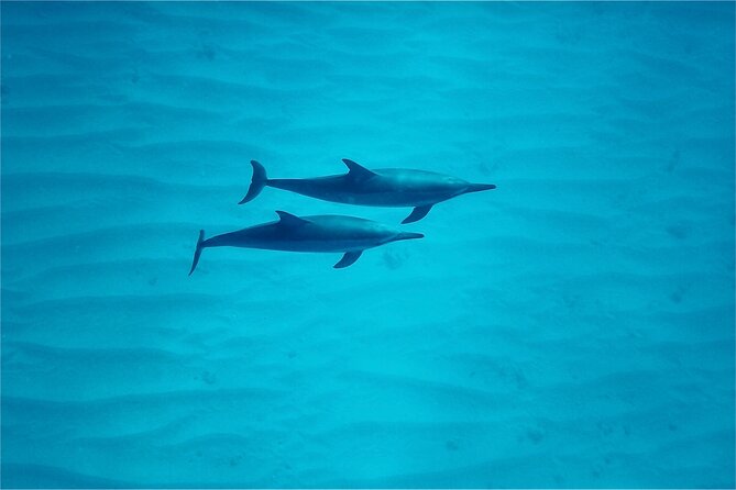 Oahu: Swim with Dolphins on the West Coast - Crew style, safety, and the photographer