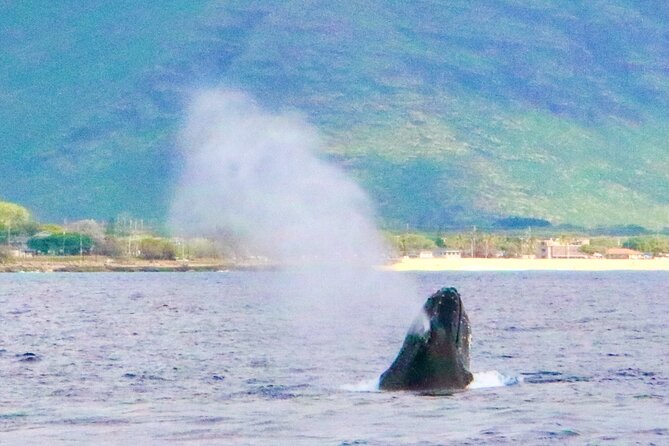 Oahu: Swim with Dolphins on the West Coast - Is $187.43 a fair price?