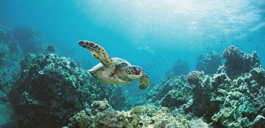 Oahu: Turtle Canyon Snorkeling Boat Tour - Swimming over fish and coral at Turtle Canyon