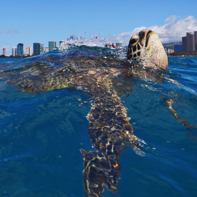 Oahu: Turtle Canyon Snorkeling Boat Tour - What the $85 price gets you