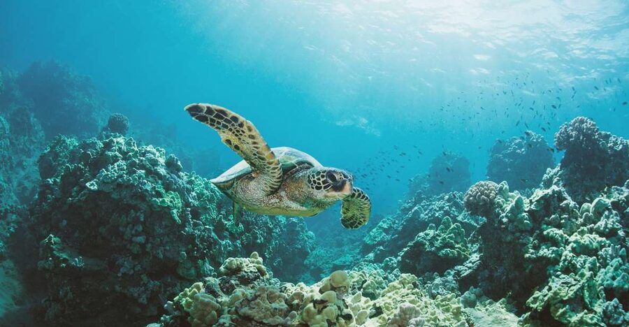 Oahu: Turtle Canyon Snorkeling Boat Tour - Who will enjoy this snorkeling trip most
