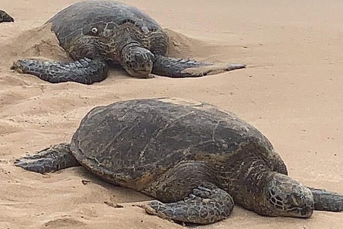 Oahu Ultimate Circle Island: 30 Spots, 10 Epic Stops - Koko Head, Makapu‘u, and wide ocean views