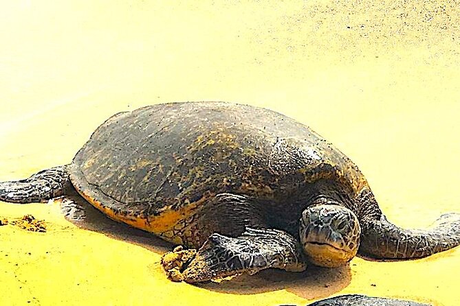 Oahu Ultimate Circle Island: 30 Spots, 10 Epic Stops - The turtle question at Laniakea Beach
