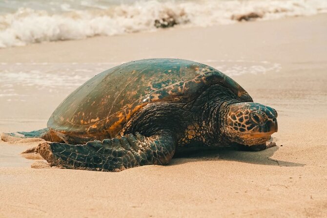 Oahu Unveiled: Tailored Luxury Private Island Tour - Waikiki Beach and Duke Kahanamoku