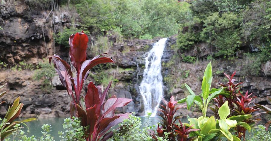 Oahu: Valley of Waimea Falls Swim & Hike with Lunch & Dole - Key points to know before you book