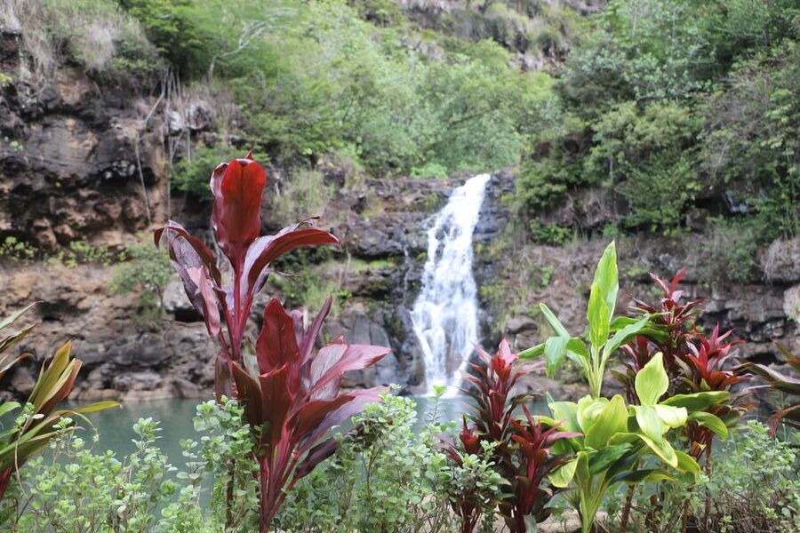 Oahu: Valley of Waimea Falls Swim & Hike with Lunch & Dole - Why Waimea Valley is the real prize