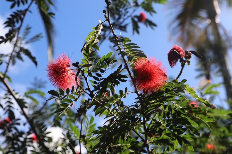 Oahu: Valley of Waimea Falls Swim & Hike with Lunch & Dole - Swimming beneath Waimea Falls