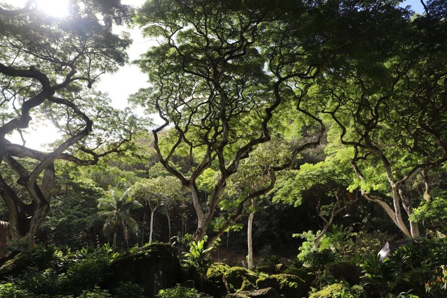 Oahu: Valley of Waimea Falls Swim & Hike with Lunch & Dole - Lunch in the valley