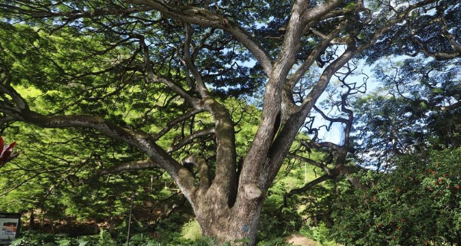 Oahu: Valley of Waimea Falls Swim & Hike with Lunch & Dole - Learning Hawaiian culture in a real place