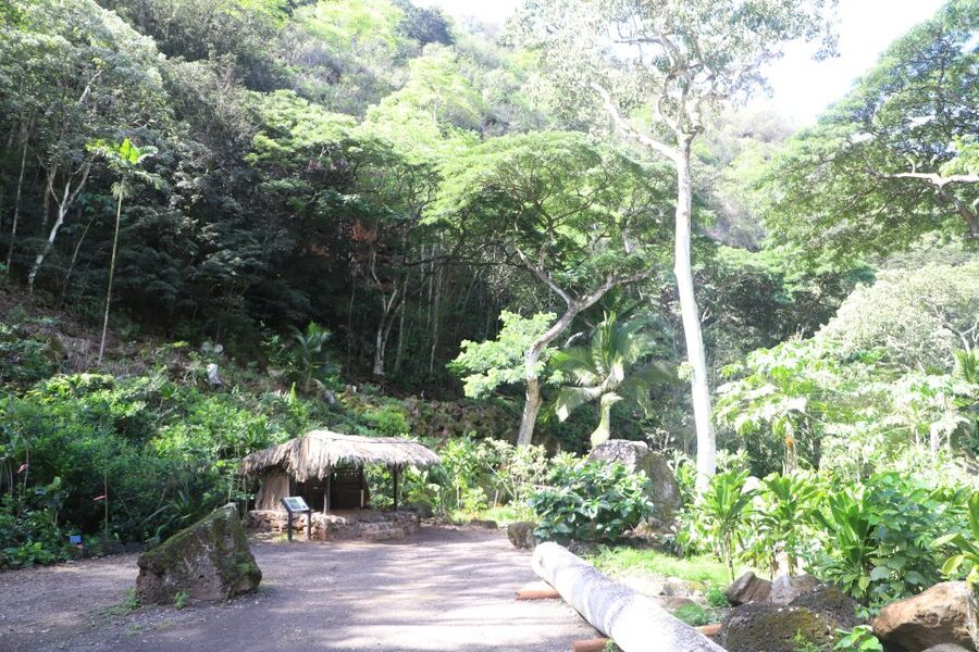 Oahu: Valley of Waimea Falls Swim & Hike with Lunch & Dole - What to expect at Dole Plantation