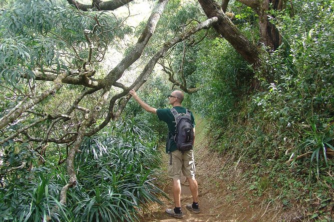 Oahu Volcanic Rainforest Hiking Adventure - How the $92.31 price holds up