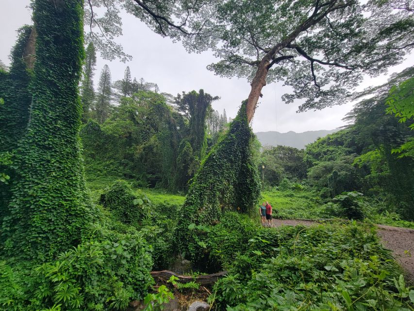 Oahu: Waikiki E-Bike Ride and Manoa Falls Hike - Hiking Manoa Falls Trail after the ride
