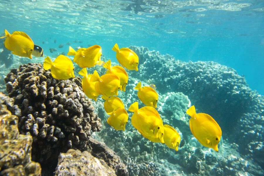 Oahu: Waikiki Glass Bottom Boat Sunset Cruise - Should you book the Waikīkī sunset cruise?