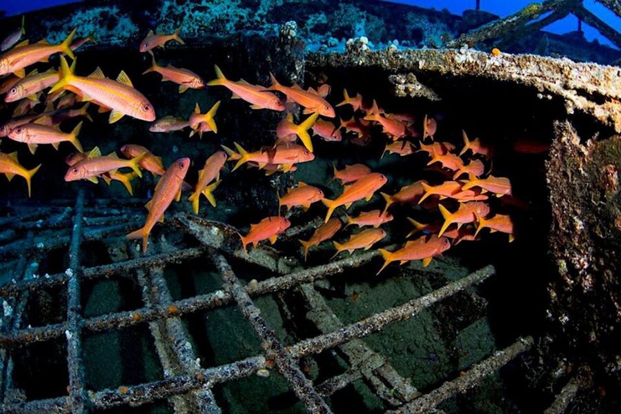 Oahu: Waikiki Submarine Tour - Who will enjoy this most?