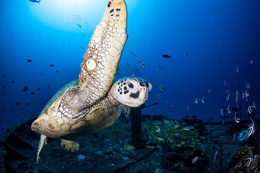 Oahu: Waikiki Submarine Tour - What the Waikiki submarine tour is really like