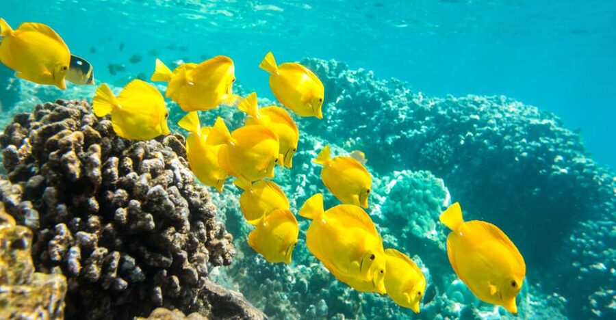 Oahu: Waikiki Turtle Snorkel Sail - Key points to know before you book