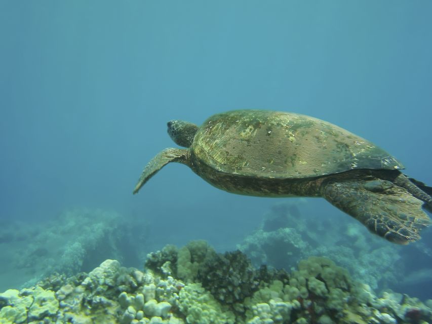 Oahu: Waikiki Turtle Snorkel Sail - Should you book this Waikiki turtle snorkel?