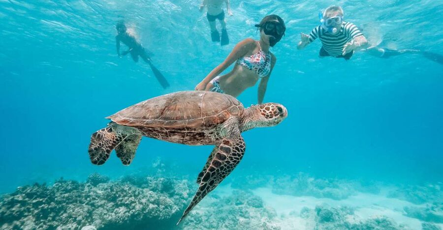 Oahu: Waikiki Turtle Snorkeling Adventure - Meeting the Island Princess Catamaran