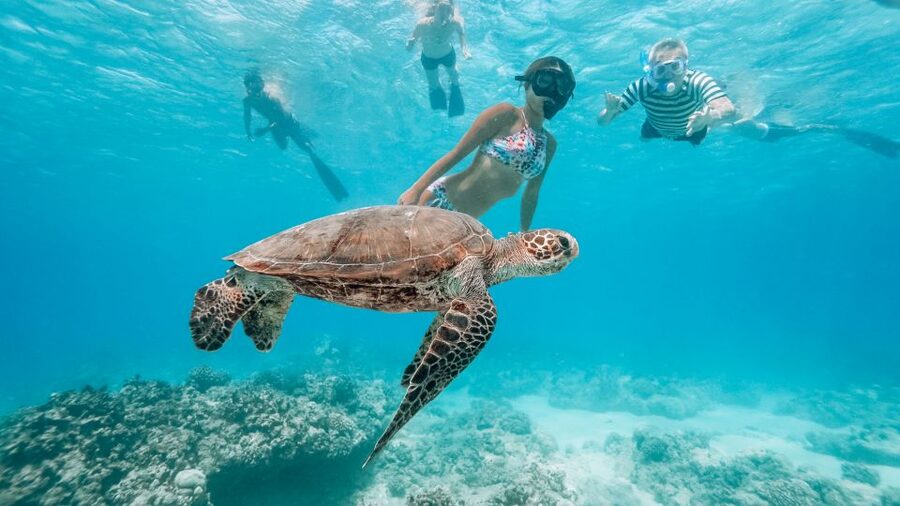 Oahu: Waikiki Turtle Snorkeling Adventure - Reaching the Turtle Snorkel Site