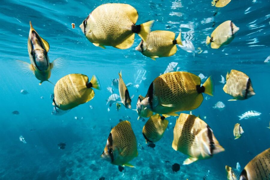 Oahu: Waikiki Turtle Snorkeling Adventure - Practical Tips for a Better Morning