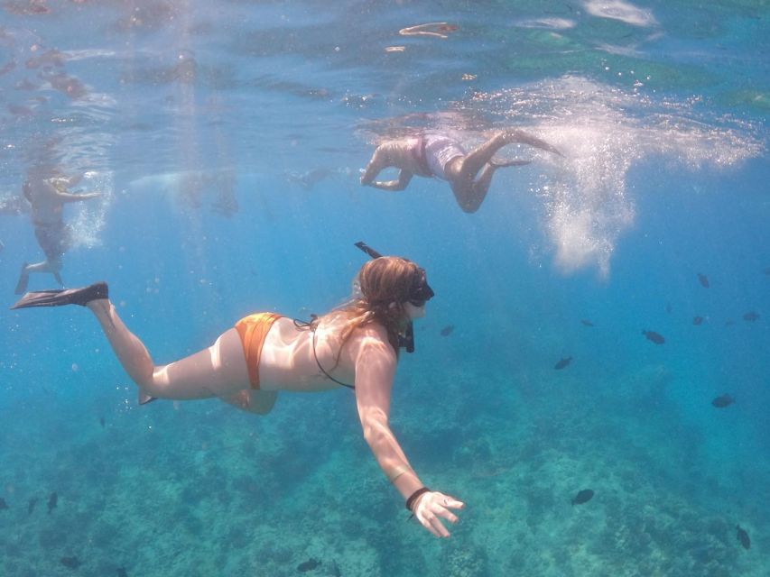 Oahu: Waikiki Turtle Snorkeling Adventure Cruise - Key points to know before you book