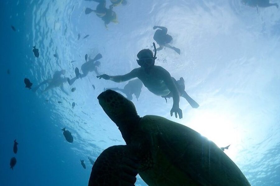 Oahu: Waikiki Turtle Snorkeling Adventure Cruise - What the crew adds to the experience