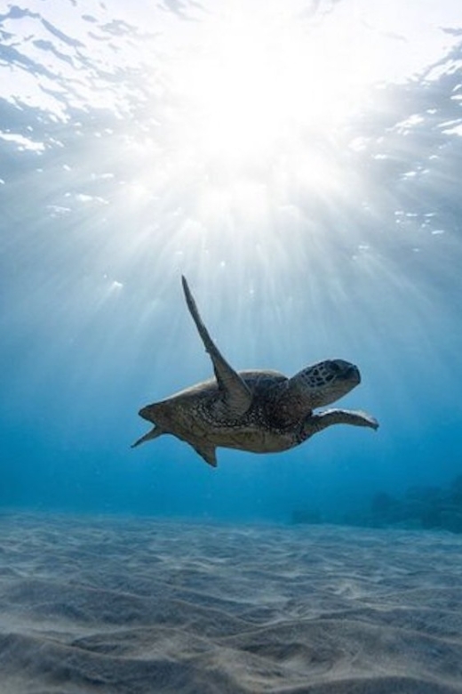 Oahu: Waikiki Turtle Snorkeling Adventure Cruise - Who should book this Waikiki cruise?
