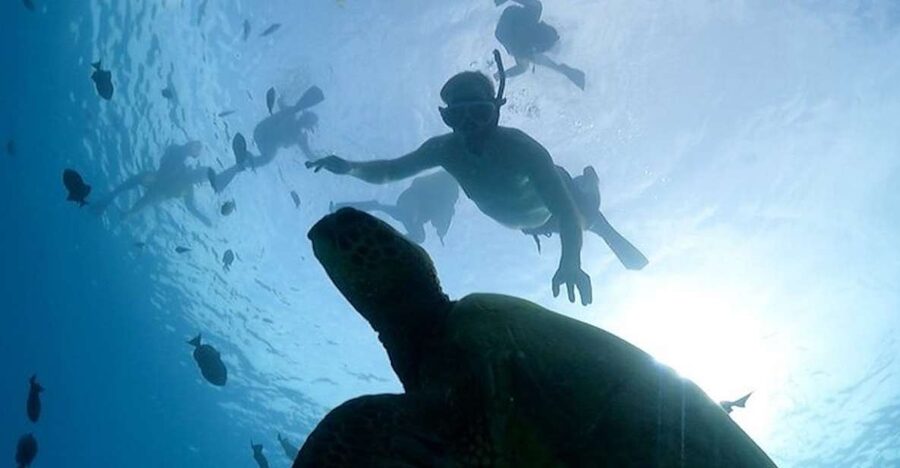 Oahu: Waikiki Turtle Snorkeling Adventure Cruise - Safety instructions before you enter the water