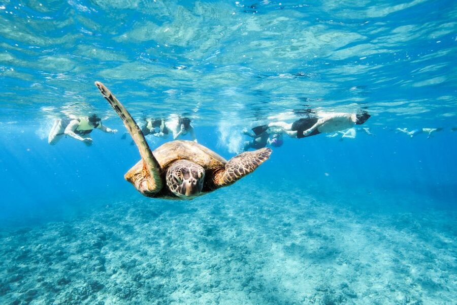 Oahu: Waikiki Turtle Snorkeling Adventure - Cruising Past Diamond Head and Waikiki Beach