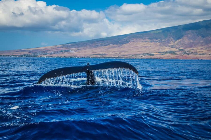 Oahu: Waikiki Whale Watching Cruise - Key things to know before booking